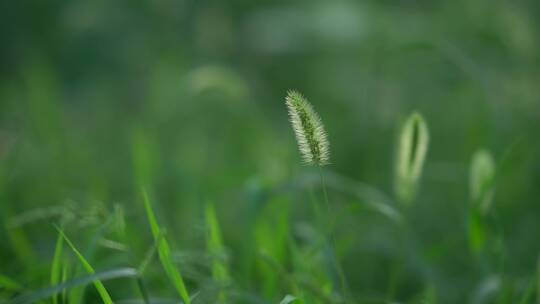 夏季狗尾巴草