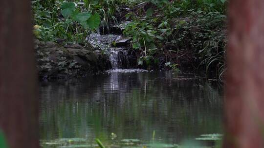 杭州西湖景区虎跑公园森林氧吧