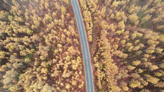 呼伦贝尔森林秋天林场白桦林公路航拍