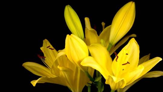 黄色的花在黑暗的背景下移动花瓣