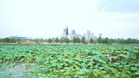 武汉江夏区黄家湖湿地公园