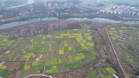 美丽乡村田园农业种植农作物油菜花航拍