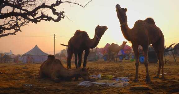 骆驼在普什卡梅拉骆驼集市节在野外吃日出普