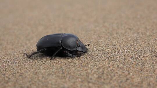 沙子里的甲虫
