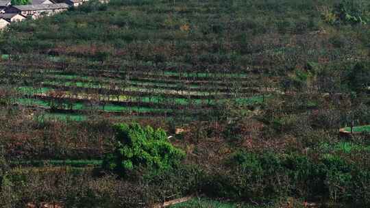 航拍乡村田野村庄