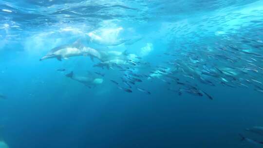 在被捕猎的海豚和鲨鱼包围的沙丁鱼诱饵球里视频素材模板下载