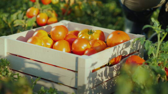 女农民在田里摘西红柿视频素材模板下载