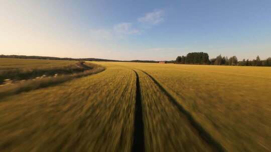 FPV穿越机无人机航拍稻田麦田田野农场牧场