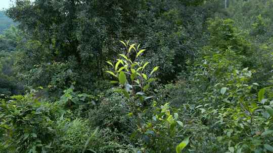 云南西双版纳勐腊县易武茶山茶树茶叶特写