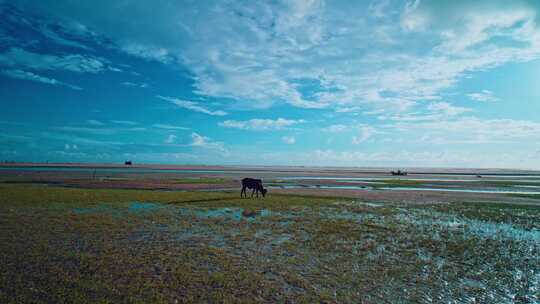 一头牛在海边吃草|免费自然4K背景视频