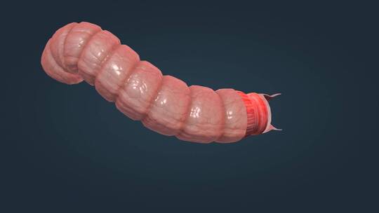 消化系统肠道结肠浆膜肠粘膜纵形环形平滑肌