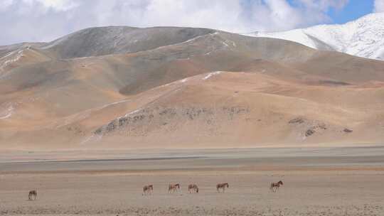 阿里地区藏野驴群