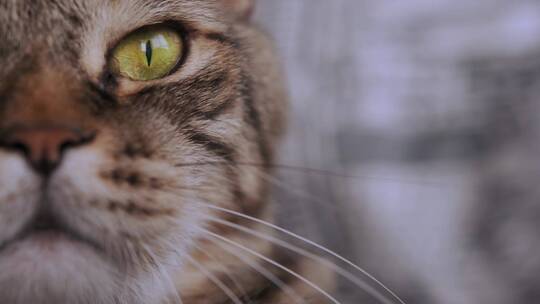 一只虎斑猫的眼睛特写。猫看着相机眨眼。