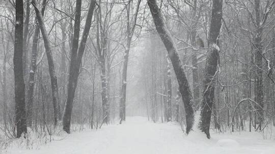 大自然冬天下雪的树林树木