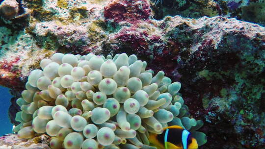 海底生物和小鱼