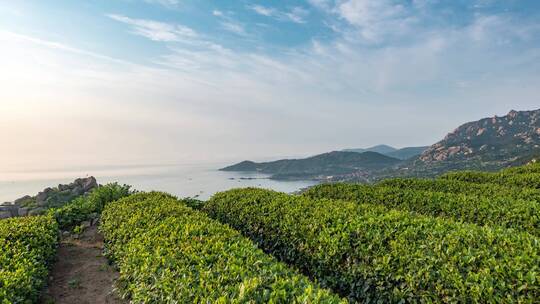 茶园看海延时