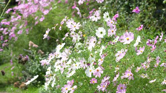 格桑花鲜花花朵微距特写