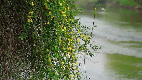 春天河岸盛开的迎春花小黄花实拍片段