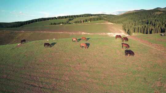 伊犁大草原吃草的马