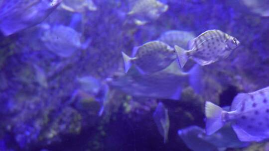 【镜头合集】深海鱼群小鱼水下海底世界