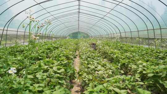 现代农业蔬菜大棚智慧农业三农