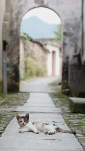 徽州古村落里的小猫