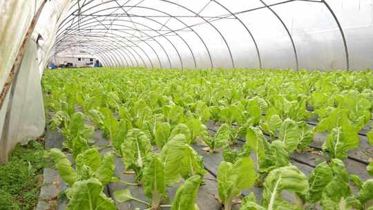 青菜大棚蔬菜种植基地视频素材模板下载