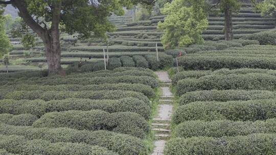 茶茶叶红茶艺采茶泡茶红茶山春茶道茶园农业