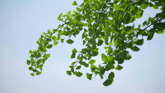 220516银杏树林B01682761