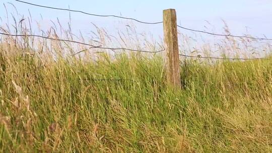 铁丝护栏两边的野草随风摆动