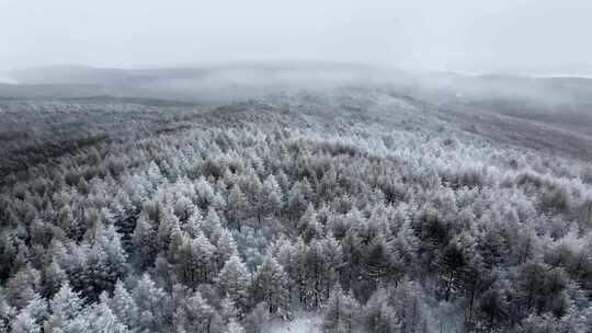 冬季雪山雾凇雪松树挂景观