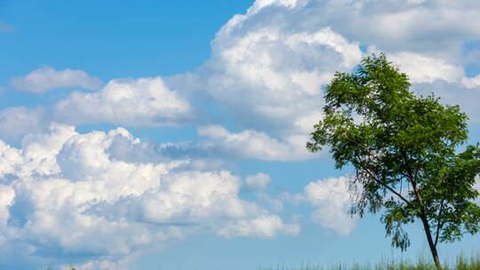 蓝天白云拍摄延时 大自然树木云层