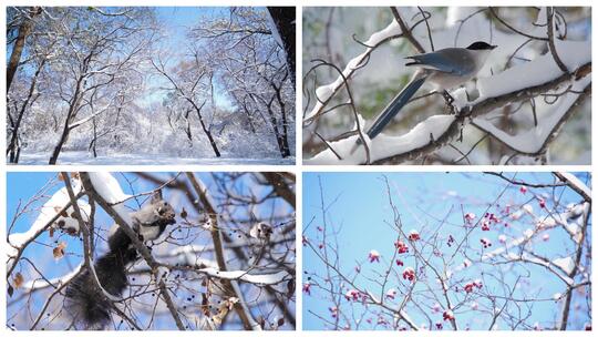 雪景 立冬 小雪 大学 冬至 小寒 大寒