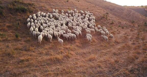 草原上的羊群航拍