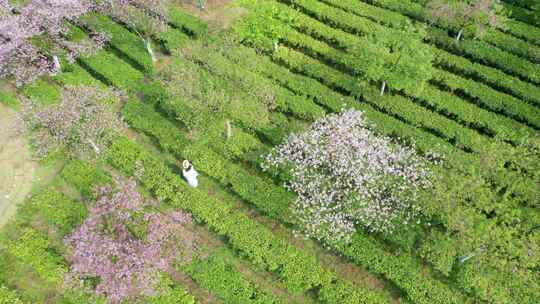 湖南省郴州市高椅岭樱花茶园4k航拍风光