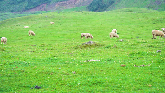 贵州乌蒙大草原高原牧场绵羊牧羊羊群