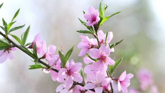 桃花春天开花视频素材模板下载