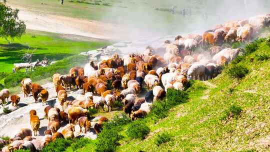 4K航拍新疆萨尔布拉格转场羊群