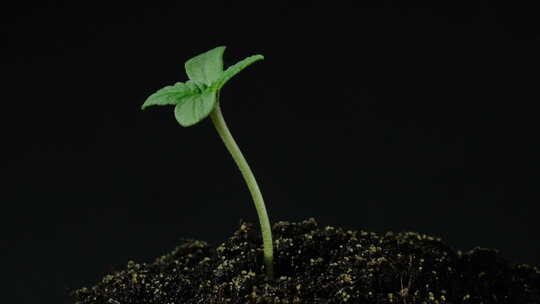 种子植物发芽生长延时摄影视频素材模板下载