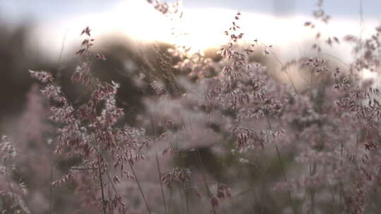 草地与日落