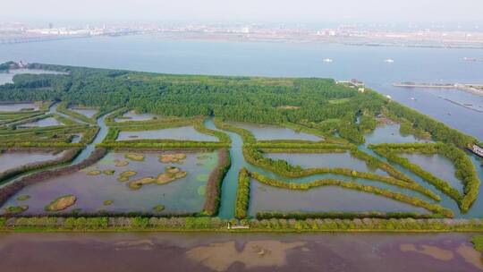 春天广州海珠国家湿地公园航拍视频素材模板下载