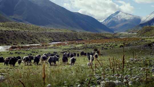 318国道风景牦牛，牦牛群畜牧业