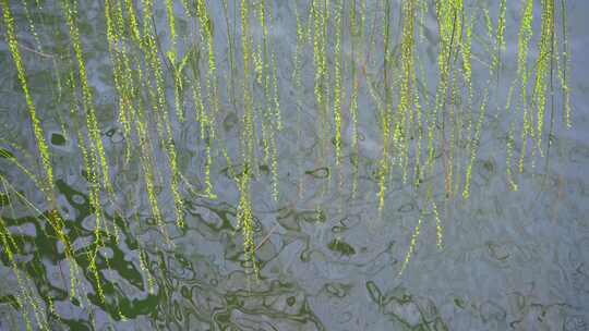 春天发芽的柳枝随风飘动