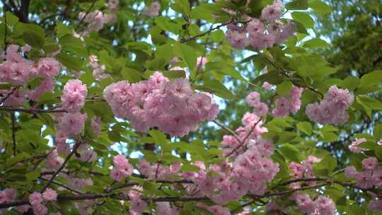 长沙市植物园日本晚樱盛开