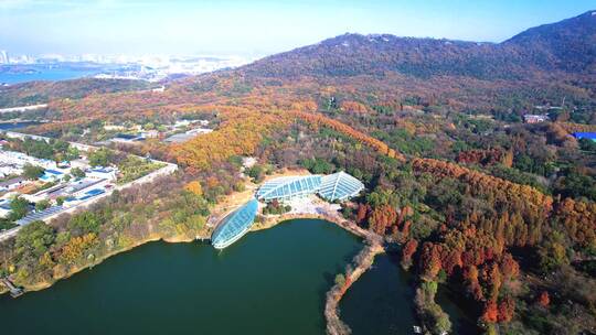 南京中山植物园 燕雀湖合集 南京秋景视频素材模板下载