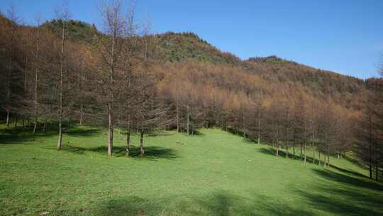 湖北恩施大山顶林区原始森林唯美风景