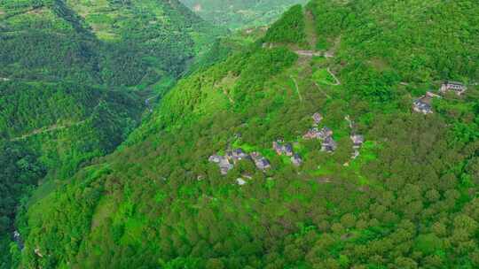 核桃树 核桃林 山里核桃树 满山核桃树