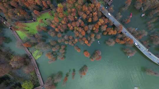 杭州青山湖水上森林公园秋色 水杉航拍视频素材模板下载