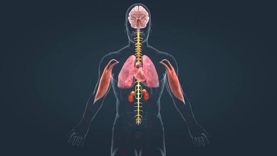 医学人体器官肾脏内分泌系统肾上腺三维动画