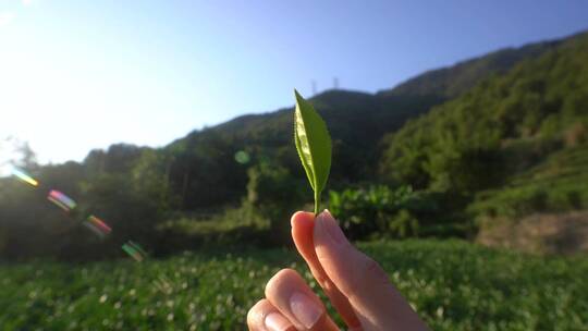 绿叶树叶叶子固定镜头特写